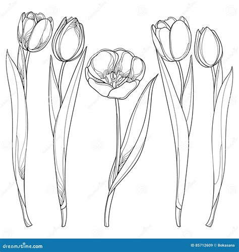 tulip outline|Tulip Outline Pictures, Images and Stock Photos